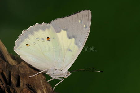 helcyra superba雄性蝴蝶