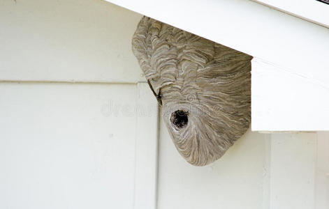 黄蜂在屋檐下筑巢照片