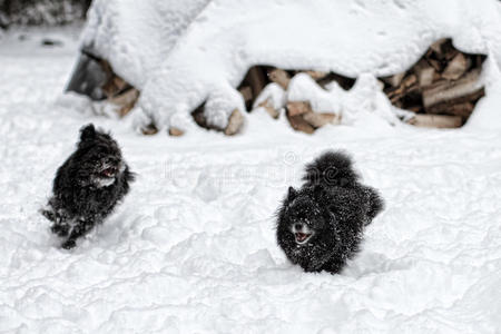 雪狗