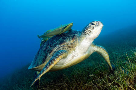 绿海龟依附在海草上