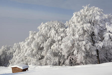 冬天的森林，白雪覆盖的树木