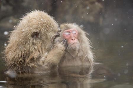 雪猴在温泉里梳洗