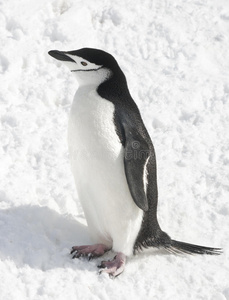 南极企鹅在阳光明媚的日子里在雪地里。