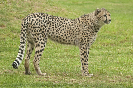 橙色的猎豹图片