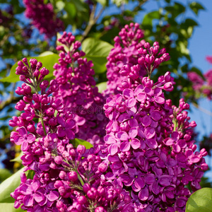 一束丁香花