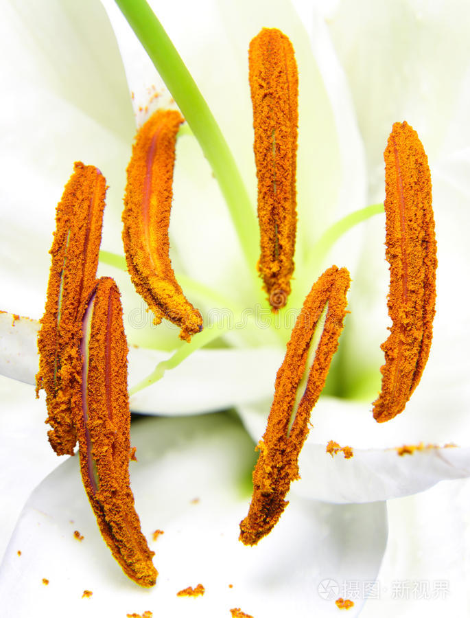 麦当娜百合花粉粒花药的宏观观察照片 正版商用图片0mdpmq 摄图新视界 麦当娜百合花粉粒花药的宏观观察照片 正版商用图片0mdpmq 摄图新视界