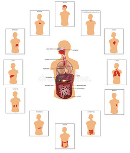 人体器官插图