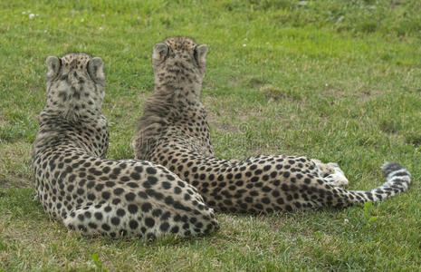 橙色的猎豹图片