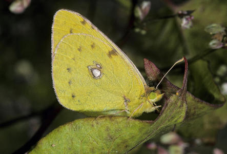 黄杆菌云彩黄蝶照片