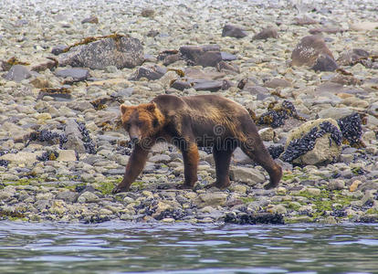 在冰川湾国家公园海滨散步的灰熊