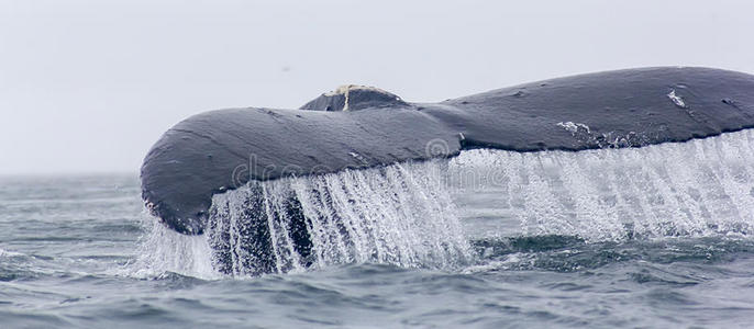 水流出的座头鲸侥幸的碎片。