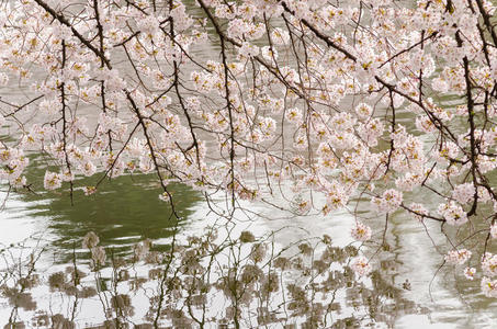 日本樱花池