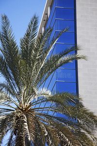 棕榈树顶着玻璃建筑