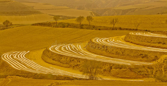 黄土高原春季农田照片
