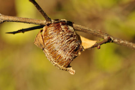 软膜螳螂卵箱(产卵)照片