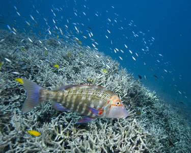 暗礁石斑鱼