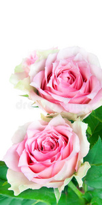 两朵粉色玫瑰，白色隔离