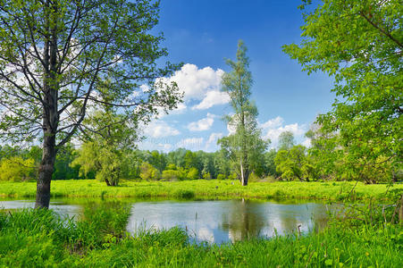 孤独的树和蓝天的夏日风景