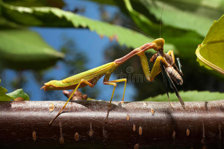 螳螂吃蟋蟀照片