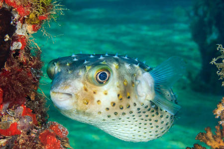 在一个热带珊瑚礁上，一条穴居鱼在一条珊瑚礁上的码头腿旁游动