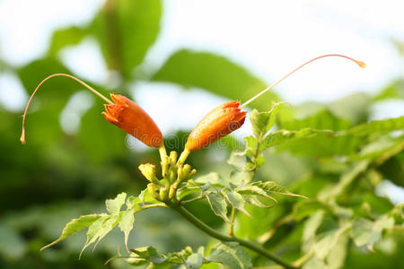 植物花芽图片