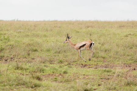 一只在野外奔跑的黑斑羚