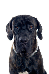 cane corso mastif狗肖像