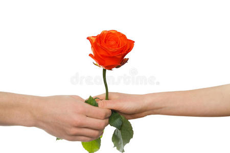 男人的手给女人红玫瑰