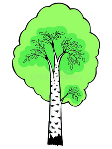 桦树插图