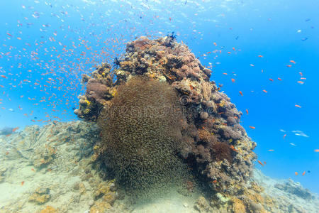 热带鱼在珊瑚峰周围游动