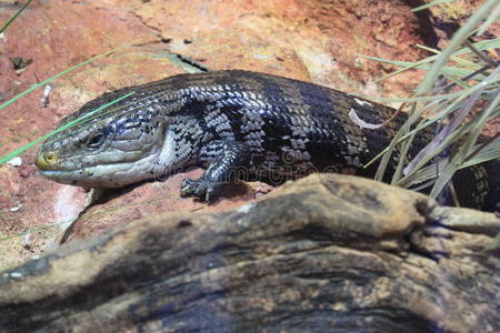 澳洲蓝舌石龙子照片