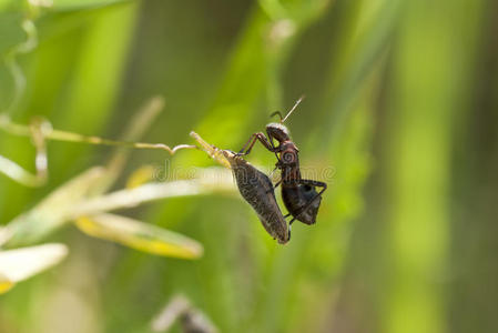 害虫玫瑰 绿色蔷薇蚜大蔷薇 蚜虫科和大的玫瑰叶蜂在幼嫩的茎和玫瑰花蕾上 特写 软聚焦效果 相似素材图片 摄图新视界