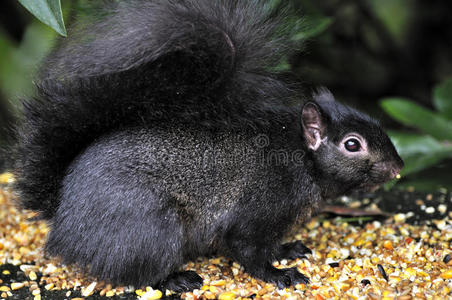 松鼠黑吃图片