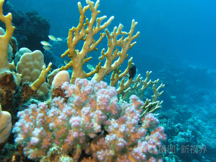 海底在蓝色的水背景硬珊瑚珊瑚礁红海底部的珊瑚礁红海底部的珊瑚礁鱼