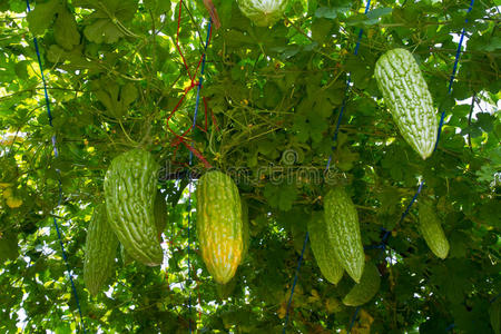 苦的葫芦,藤蔬菜教养,结果的蔬菜长春藤或其他攀缘者爬上高墙会有很多