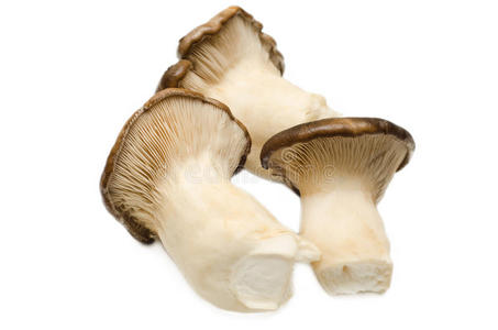 松茸蘑菇图片