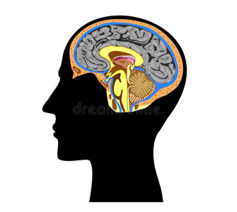 人体头部轮廓与脑内解剖