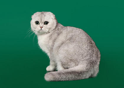 深绿色上的年轻的银色英国小猫