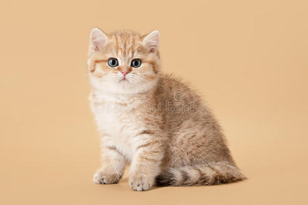 浅棕色的金色英国小猫