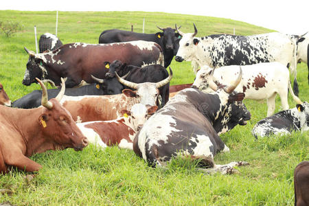 田里的一群nguni牛