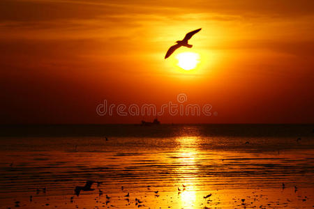 日落时海鸥飞过海洋的剪影