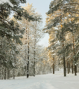 冬季俄罗斯森林雪路