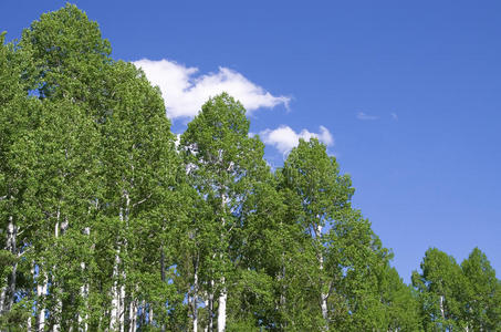 白杨树梢照片