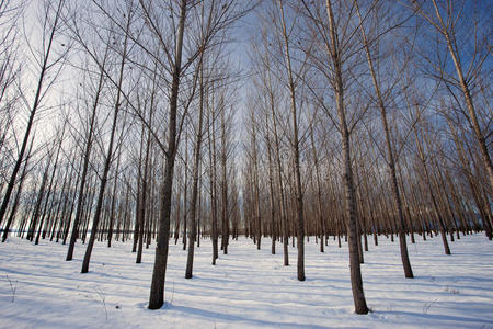 在晴朗的日子里有雪的果园。