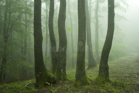 有青苔的树在有雾的绿色森林里