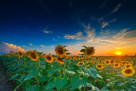 夏季景观日落美景