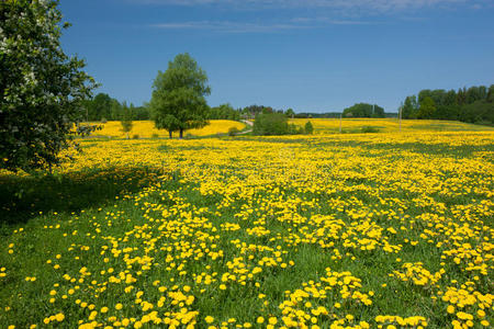 蒲公英花海蒲公英田照片