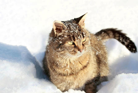 雪中的家猫