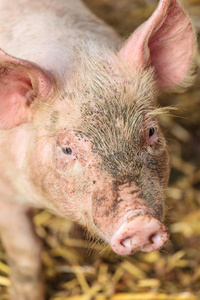 好奇的小猪在干草上照片