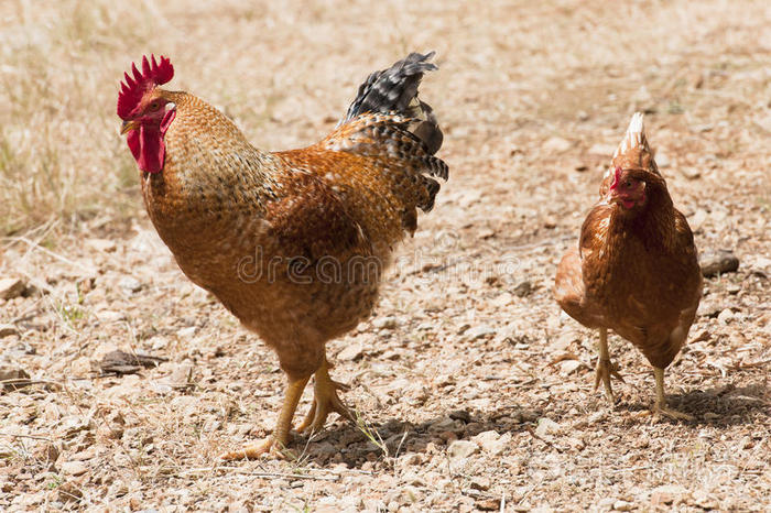 公鸡和母鸡